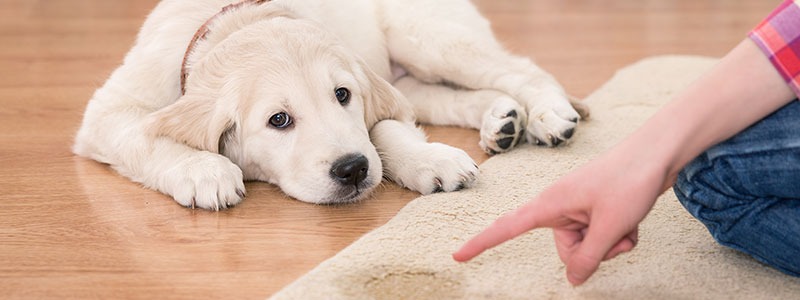 Carpet Cleaning in Colfax
